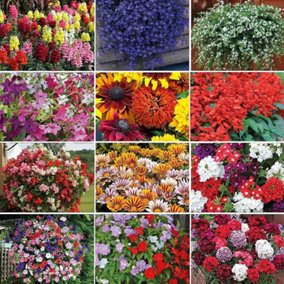 Mixed Summer Bedding Collection - 36 Plug Plants