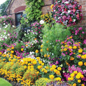 Mixed Summer Bedding Plant Collection - 144 Plug Plants - Ideal for hanging baskets and patio containers
