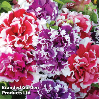 Mixed Summer Bedding Plant Collection - 24 Plug Plants  - Ideal for hanging baskets and patio containers