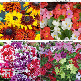 Mixed Summer Bedding Plant Collection - 72 Plug Plants - - Ideal for hanging baskets and patio containers