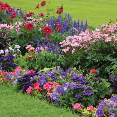Mixed Summer Bedding Plant Collection - 72 Plug Plants - Ideal for hanging baskets and patio containers