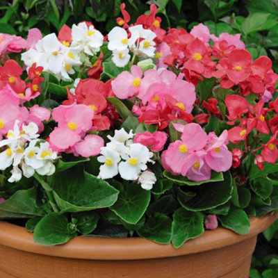 Mixed Summer Bedding Plant Collection - 72 Plug Plants - Ideal for hanging baskets and patio containers