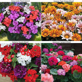 Mixed Summer Container Collection - 24 Plug Plants