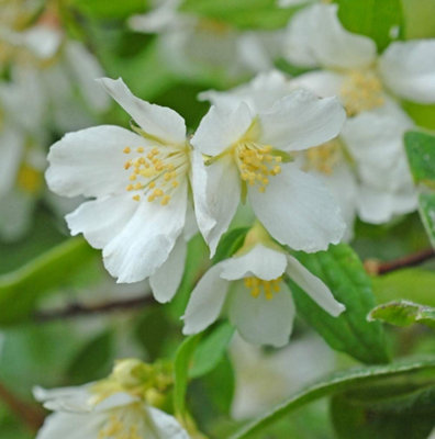 Mock Orange - Philadelphus Lemoinei - 9cm Potted Plant x 1 - Fragrant Blooms - Loved by Pollinators