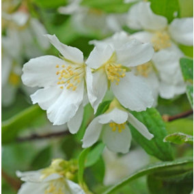 Mock Orange - Philadelphus Lemoinei - 9cm Potted Plant x 1 - Fragrant Blooms - Loved by Pollinators