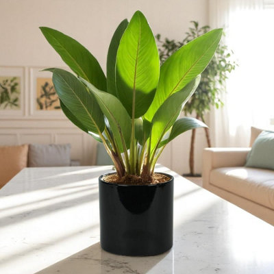 Modern Glossy Black Ceramic Indoor Planter, Cachepot (H17 x W17.5cm)