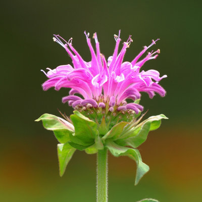 Monarda 'Bee-Lieve' - 1Ltr Bareroot - Marginal Aquatic Pond Plant