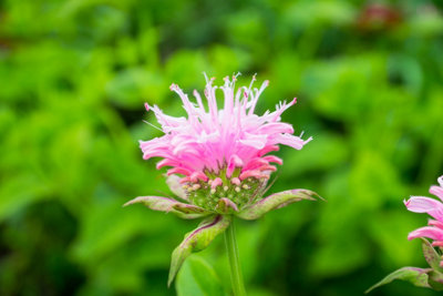 Monarda 'Bee-Lieve' - 1Ltr Potted - Marginal Aquatic Pond Plant