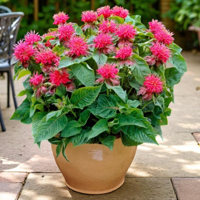 Monarda Pink Supreme Plant 1 x 9cm Pot - Bee Balm Hardy Summer