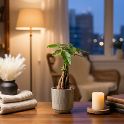 Money Tree Plant - Luxurious Green Gift - Luxe Leaf Plants Flower Decor