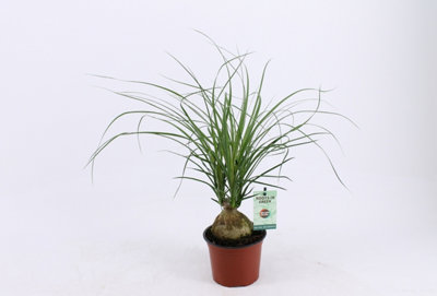 Money Tree Plant - Luxurious Green Gift - Luxe Leaf Plants Flower Decor