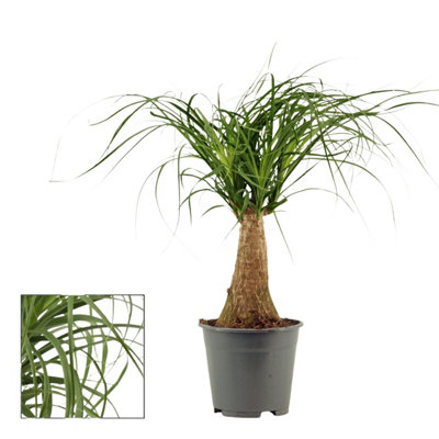Money Tree Plant with Pot - Luxe Indoor Houseplant by Luxe Leaf Plants - UK Flower Specialists