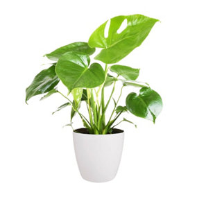 Monstera Cheese Plant Around 40-50cm in Height - Includes White Indoor Pot