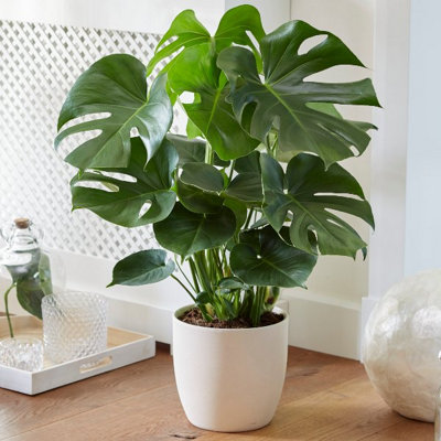 Monstera Cheese Plant in Hessian Gift Wrap & Gift Card - Fantastic Plant Gift - 3