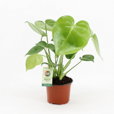 Monstera Deliciosa , 12cm Pot Size , 40cm Tall , Swiss cheese plant , Indoor Houseplant