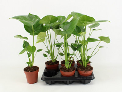 Monstera Deliciosa, 12cm Pot Size, 50cm Tall, Split-leaf Philodendron,  Indoor Houseplant