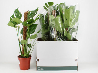 hängepflanze monstera Hängende Monstera artificial
