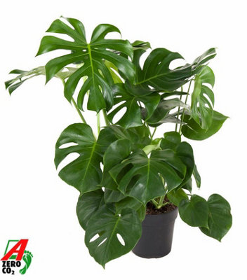葉 Monstera monstera-deliciosa-24cm-pot-