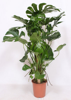 Monstera Deliciosa , 27cm Pot Size , 130cm Tall , Swiss cheese plant , Indoor Houseplant