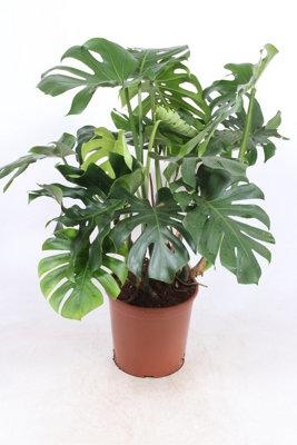 Monstera Deliciosa , 30cm Pot Size , 90cm Tall , Swiss cheese plant , Indoor Houseplant