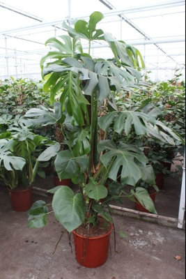 Monstera Deliciosa, 34cm Pot Size, 160cm Tall, Swiss cheese plant, Indoor  Houseplant