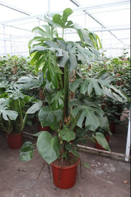 Monstera Deliciosa, 34cm Pot Size, 160cm Tall, Swiss cheese plant, Indoor  Houseplant