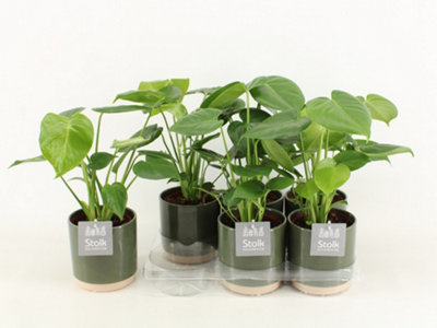 monstera deliciosa white lava Buy Monstera Deliciosa Tricolor (Miracle) main image 0