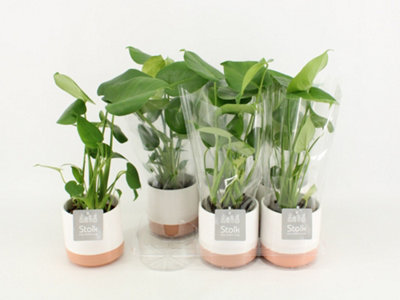Monstera Deliciosa Ceramic Mi, 13cm Pot Size, 40cm Tall, Monstera Deliciosa  Ceramic Ma, Indoor Houseplant