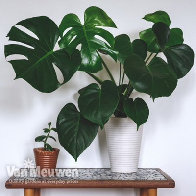black gold philodendron Philodendron Melanochrysum