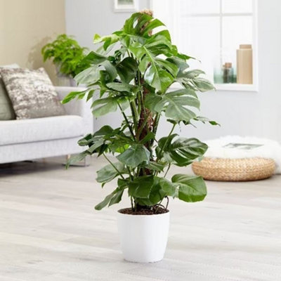philodendron whipple Philodendron Whipple Way 4