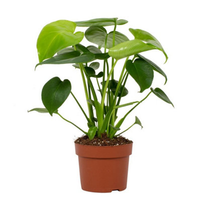 Monstera Deliciosa Tauerii, 12cm Pot Size, 30cm Tall, Swiss cheese plant,  Indoor Houseplant
