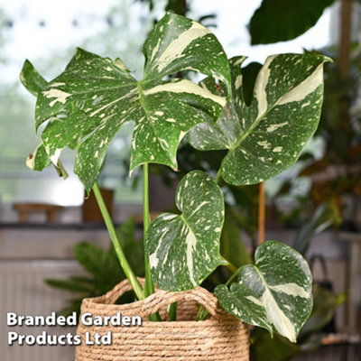 Monstera deliciosa 'Thai Constellation' - 1 Plant (12cm Pot)