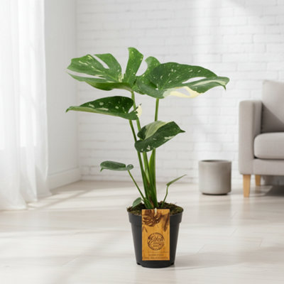 Monstera Deliciosa Thai Constellation Pot size 15 Cm Height 50 Common name  Swiss cheese plant cultivar