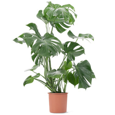 Monstera Deliciosa - Trendy and Lush Indoor Plant for Interior Spaces (110-120cm Height Including Pot)