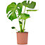 Monstera Deliciosa - Trendy and Lush Indoor Plant for Interior Spaces (50-60cm Height Including Pot)