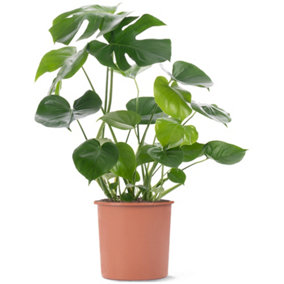 Monstera Deliciosa - Trendy and Lush Indoor Plant for Interior Spaces (70-80cm Height Including Pot)