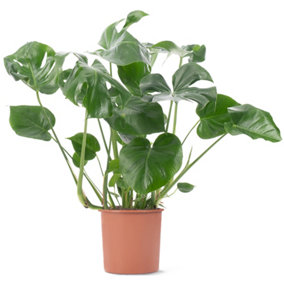 Monstera Deliciosa - Trendy and Lush Indoor Plant for Interior Spaces (80-90cm Height Including Pot)