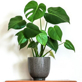 Monstera Deliciosa - Tropical Foliage Icon for Indoor Gardens (14cm, 40-50cm)