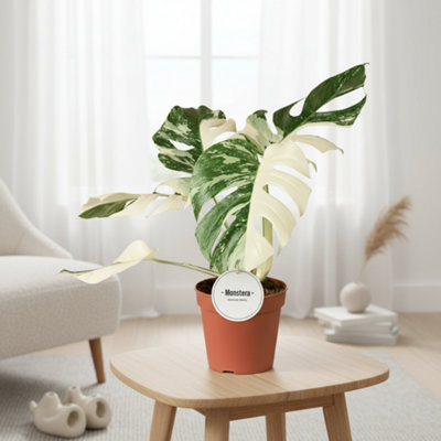 MONSTERA DELICIOSA VARIEGATA SUPER E POT SIZE 15 CM HEIGHT 50 VARIEGATED  SWISS CHEESE PLANT,