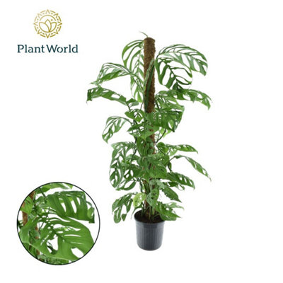 Monstera Epipremnoides Escalet, 20cm Pot Size, 140cm Tall, Swiss Cheese Plant, Indoor Houseplant