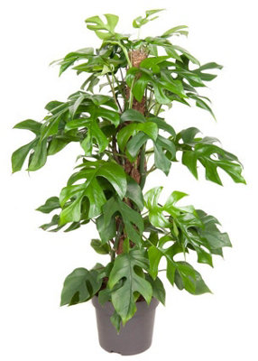 Monstera Minima, 19cm Pot Size, 80cm Tall, Swiss cheese vine, Indoor  Houseplant