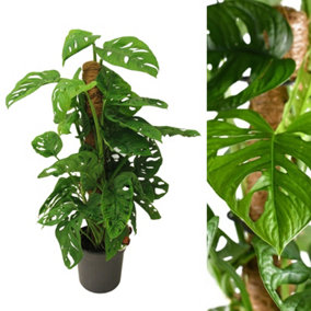 Monstera Monkey Leaf on Moss Pole - 70-80cm inc Pot - Instant Impact Plant
