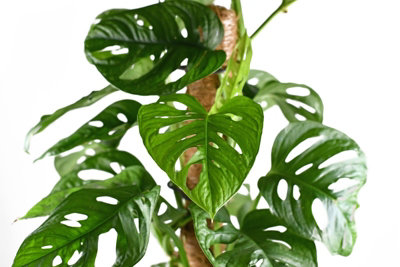 Monstera Monkey Leaf on Moss Pole - 70-80cm inc Pot - Instant Impact Plant - 3