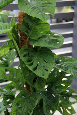Monstera Monkey Leaf on Moss Pole - 70-80cm inc Pot - Instant Impact Plant - 4
