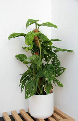Monstera Monkey Leaf on Moss Pole - 70-80cm inc Pot - Instant Impact Plant - 5