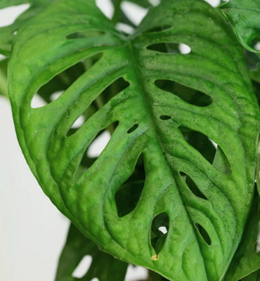 Monstera Monkey Leaf on Moss Pole - 70-80cm inc Pot - Instant Impact Plant - 6