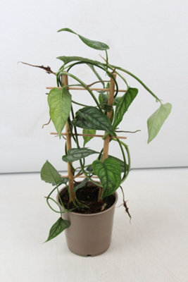 Monstera Siltepecana Rek, 12cm Pot Size, 40cm Tall, Swiss Cheese Vine, Indoor Houseplant