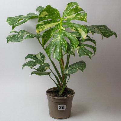 Monstera Thai Constellation -Variegated Cheese Plant, Rare House Plants in a 15cm Growers Pot