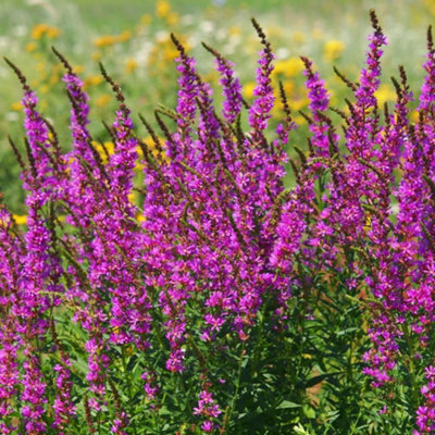 Morden Pink Lythrum Salicaria - Vibrant Pink Perennial for Gardens ...