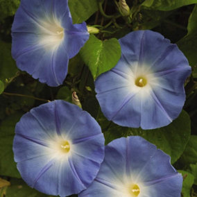 Morning Glory Heavenly Blue 1 Packet (50 Seeds)